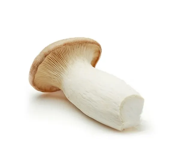 King oyster mushroom ´Eryngii´