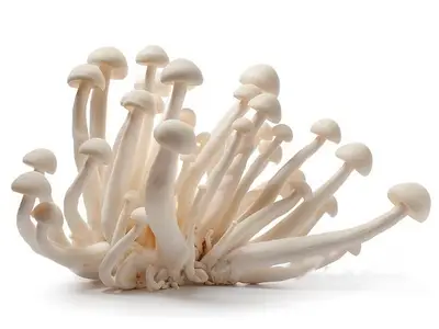 Bundelzwammen wit 150gr