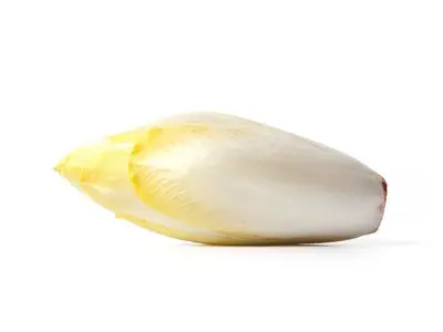 Witlof fijn