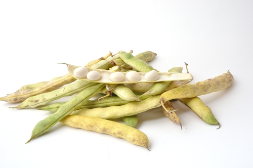 Coco de Paimpol