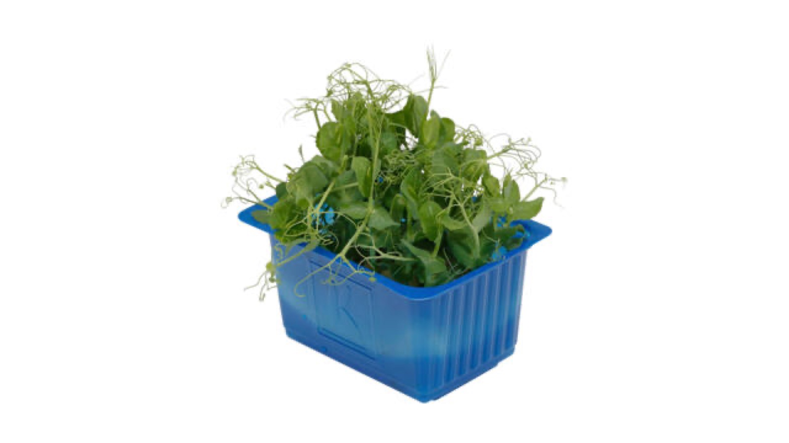 Affila Cress kist a 9 stuks