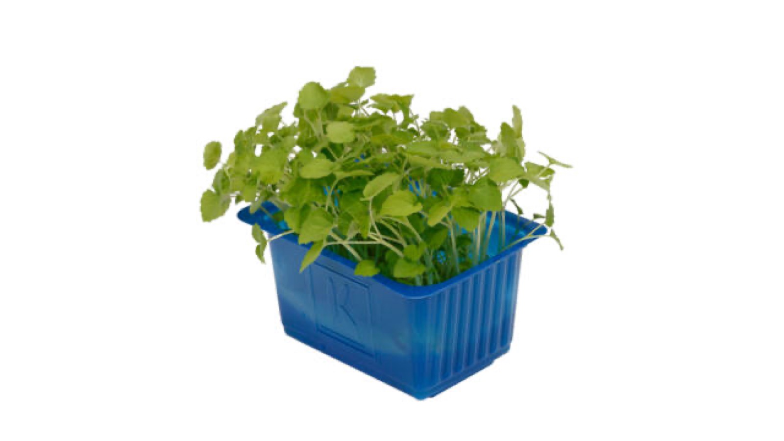 Atsina Cress kist a 9 stuks