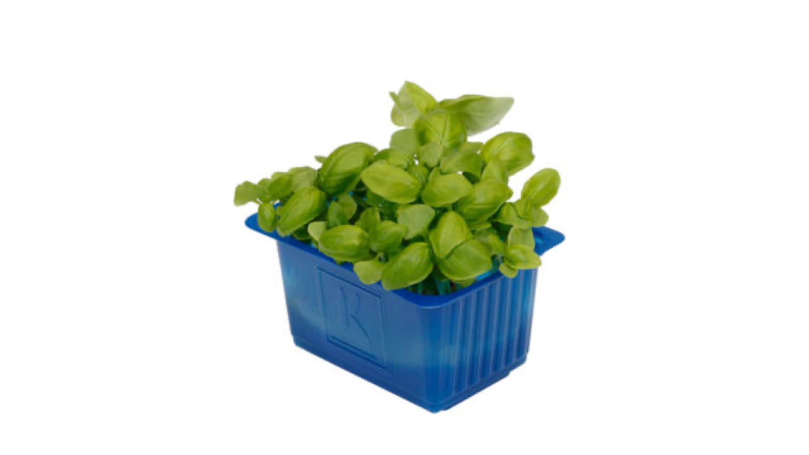 Basil Cress kist a 9 stuks