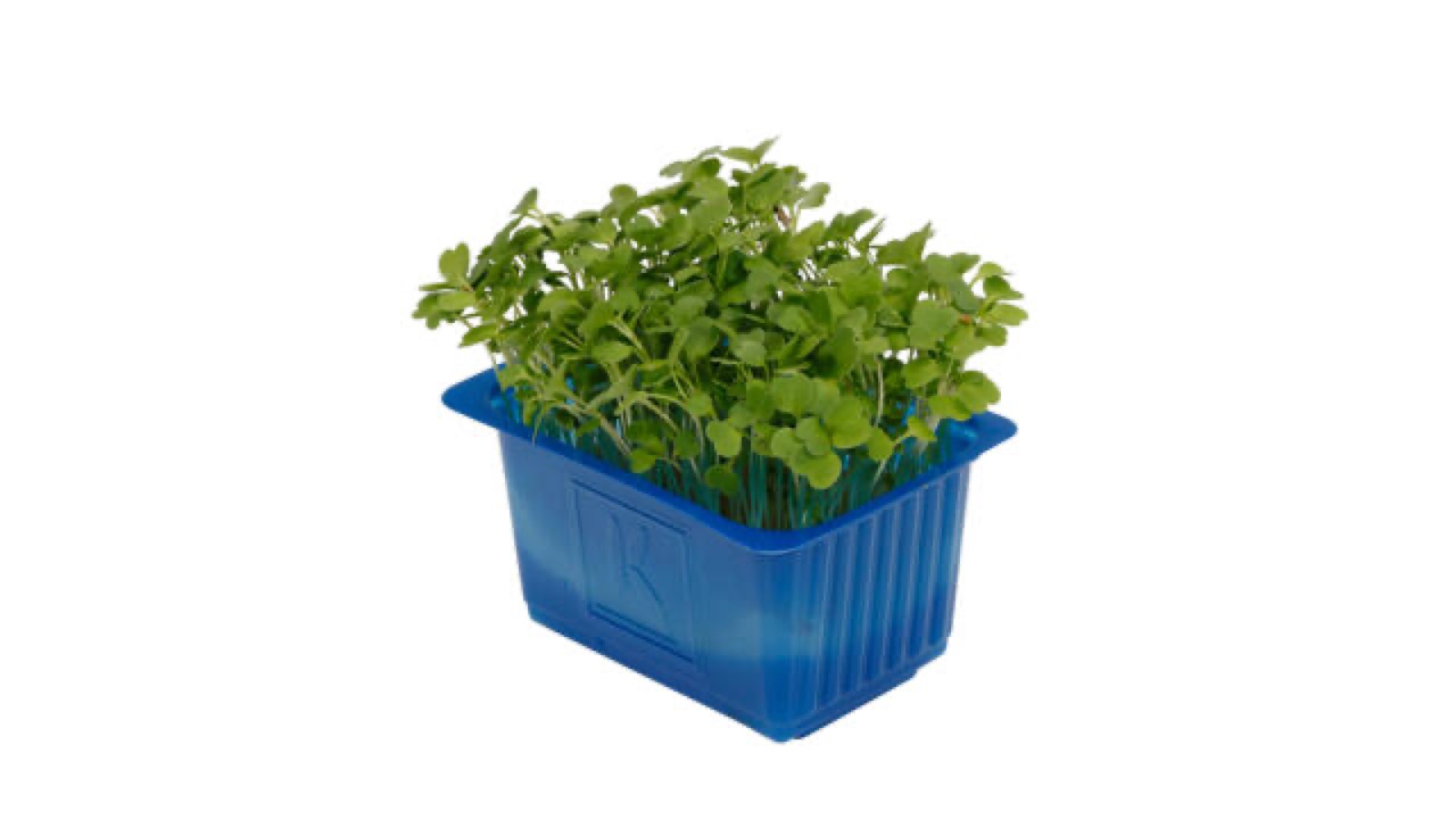 Rucola Cress kist a 9 stuks