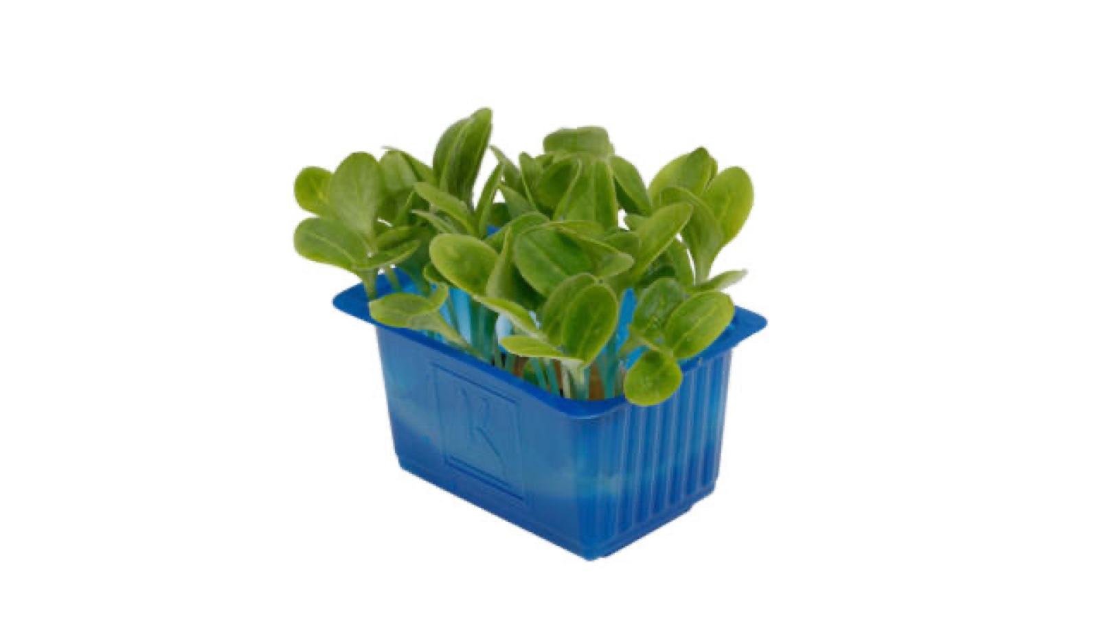Borage cress kist a 9 stuks
