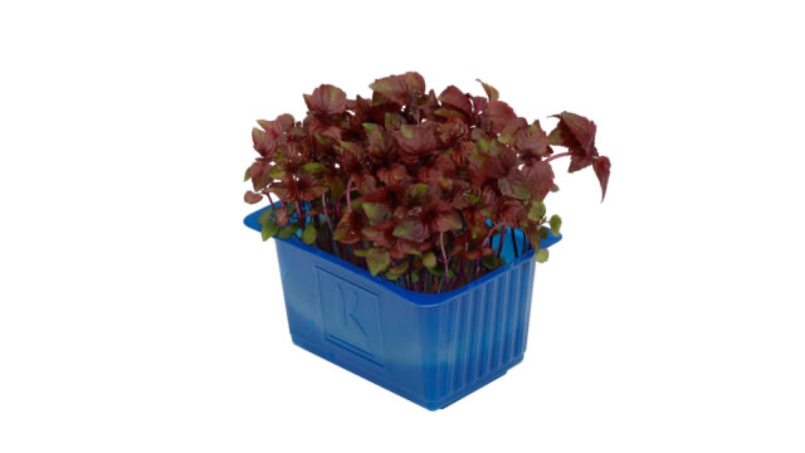 Shiso rood kist a 9 stuks