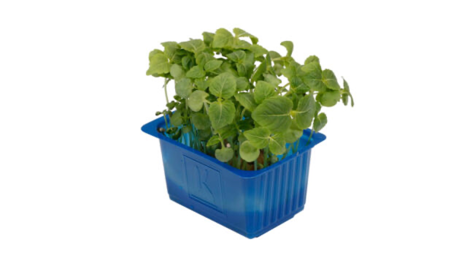 Shiso groen kist a 9 stuks