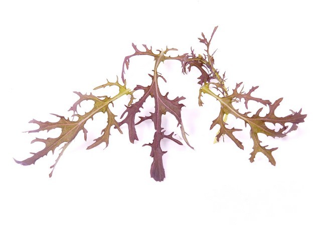 Mizuna rood per 125gr