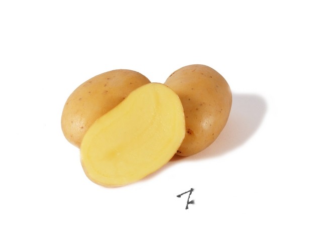 Aardappel Charlotte moyen 35/55