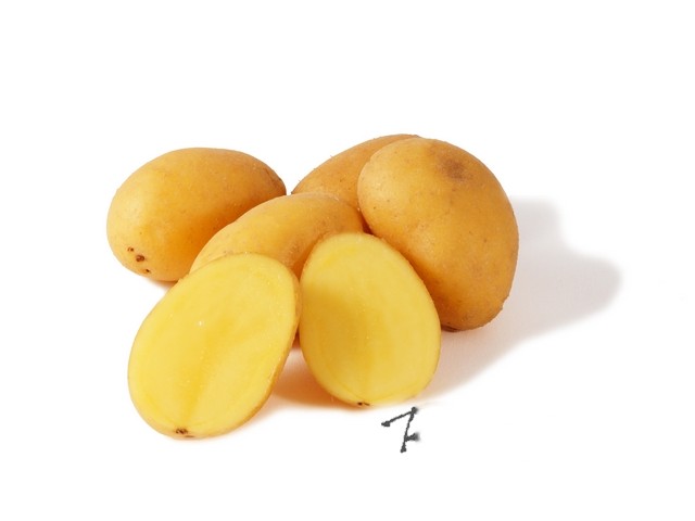 Aardappel Charlotte grenailles (kriel) 20/50