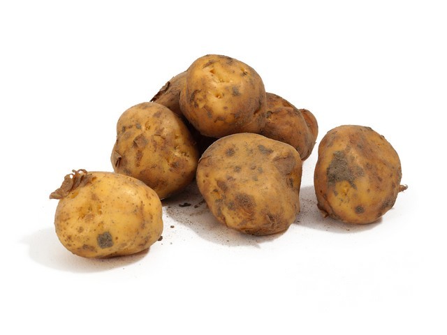 Opperdoezer Ronde kriel aardappel