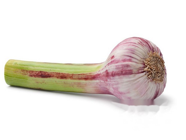 Knoflook vers