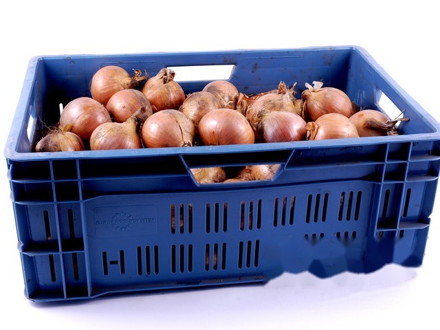 Uien geel grof 25kg baal