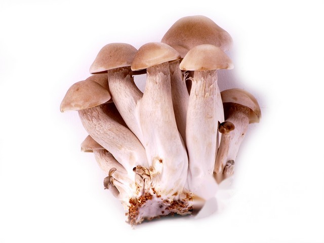 Bundelzwammen bruin 150gr