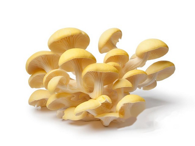 Oesterzwammen geel per 500 gram