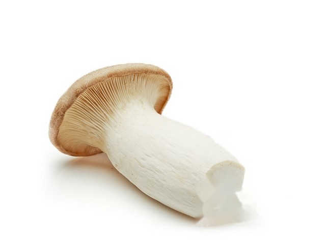 King oyster mushroom ´Eryngii´