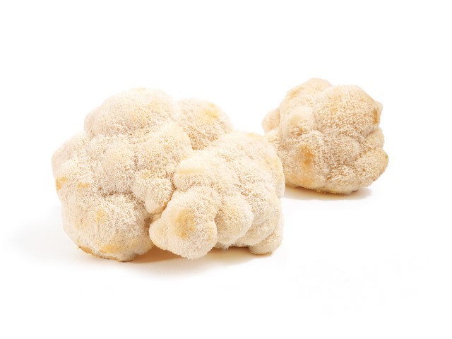 Pom pom blanc (lions mane) mushroom