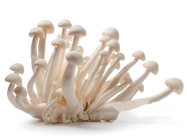 Bundelzwammen wit 150gr