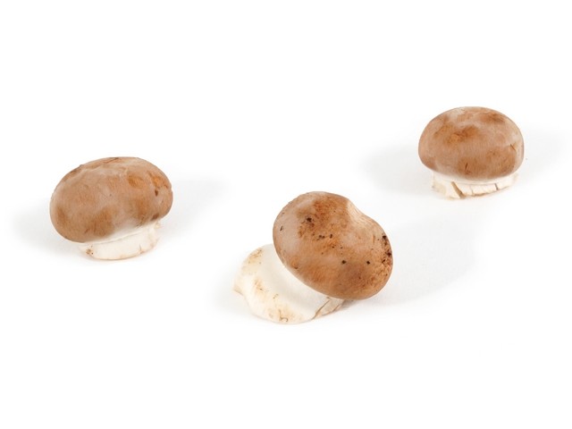 Kastanje champignon mini 'knoop' schaal a 125 gram
