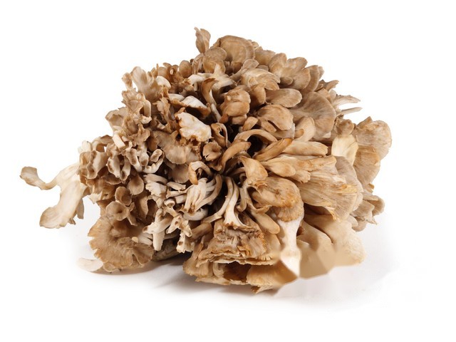 Maitake paddenstoel