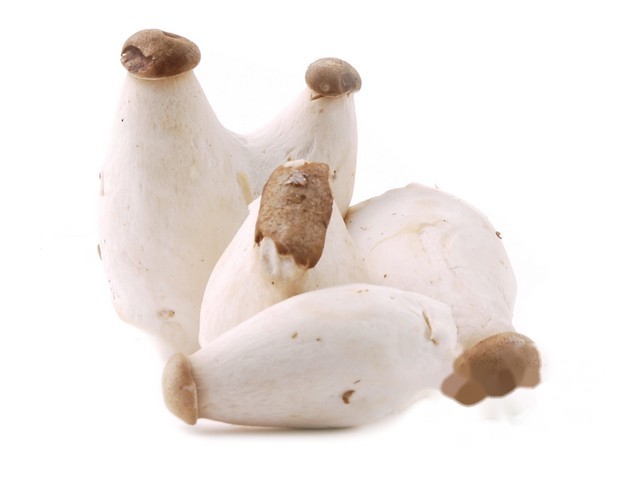 King oyster mushroom mini