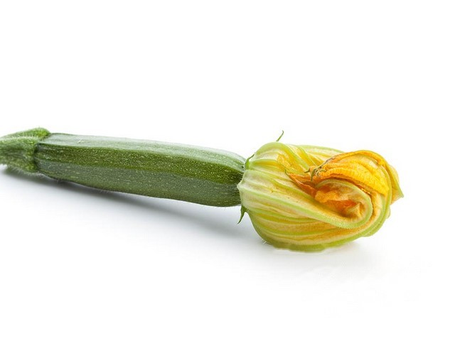 Fleur de courgette