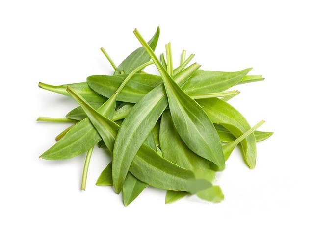 Lamsoren
