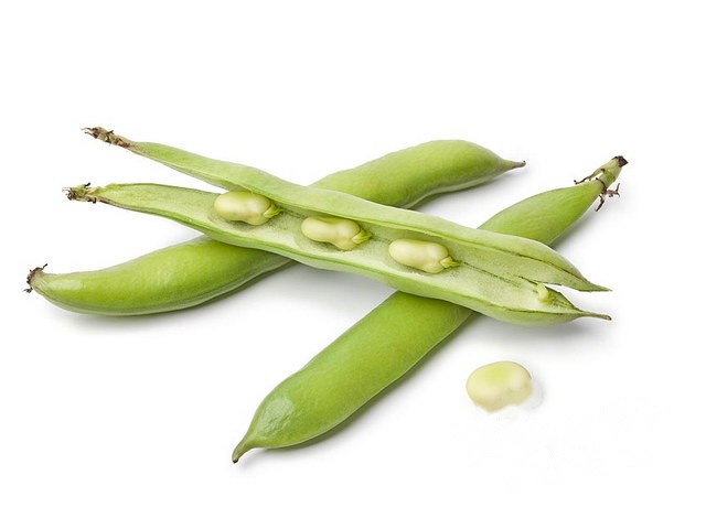 Tuinbonen