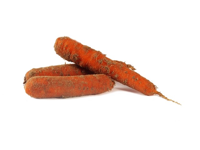 Winterpeen zandpeen ´carottes de sable´