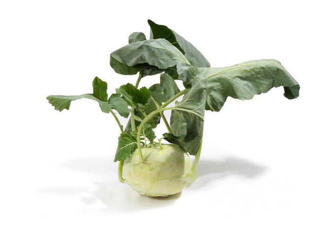Koolrabi Bio