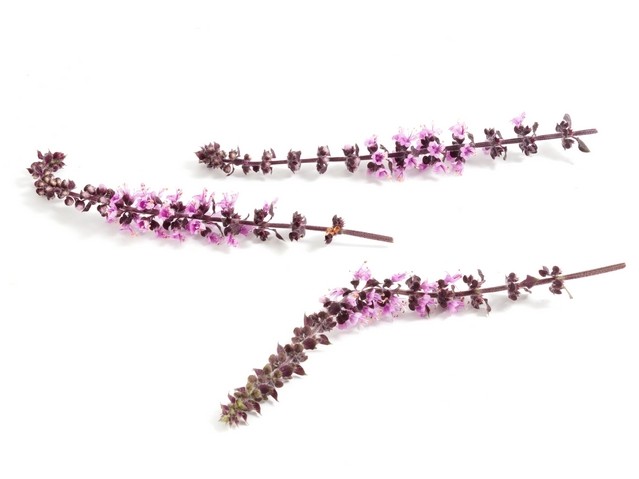 Zalotti Blossom