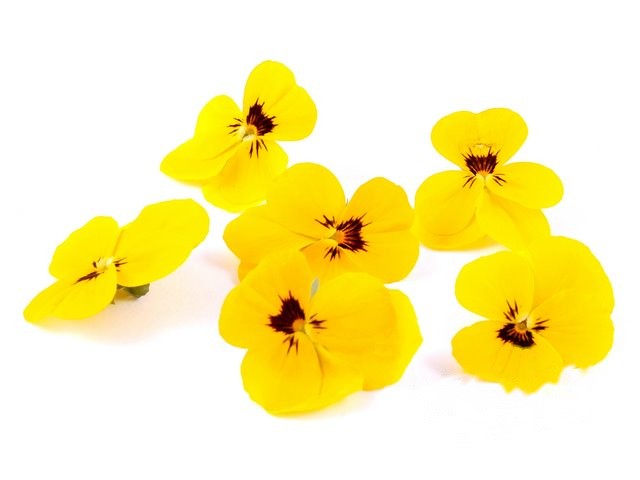 Violen