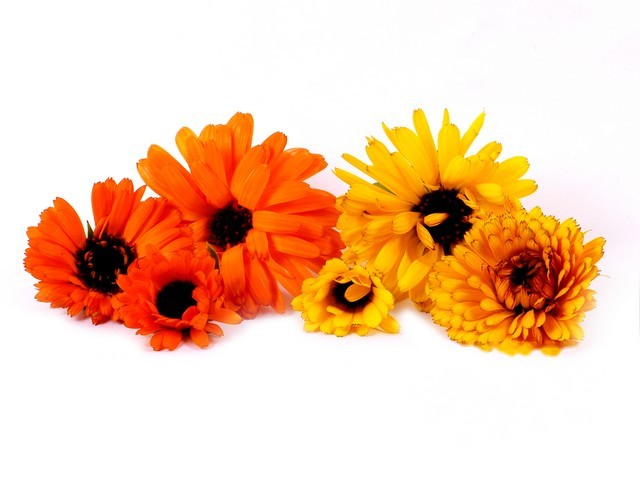 Goudsbloemen