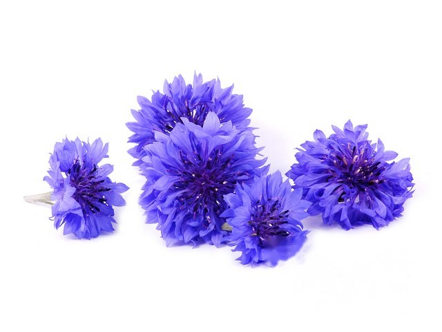 Korenbloemen
