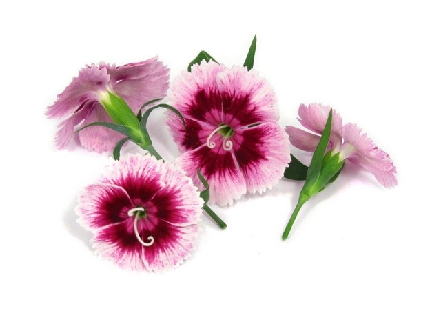 Diantus bloemen paars/wit
