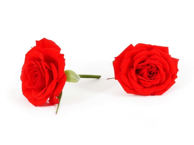 Rozen rood per schaal