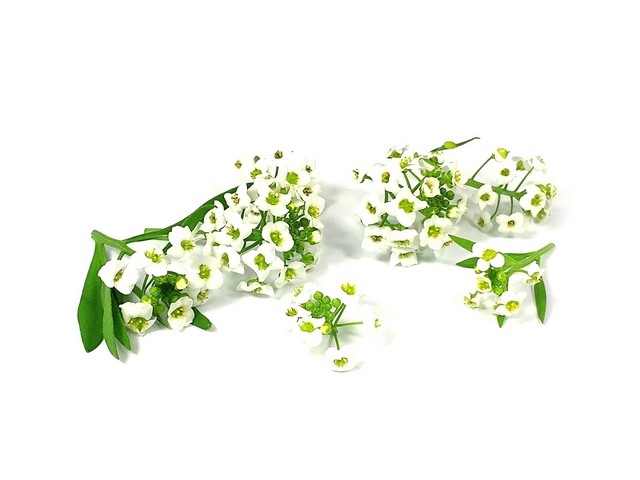 Lobularia bloemen