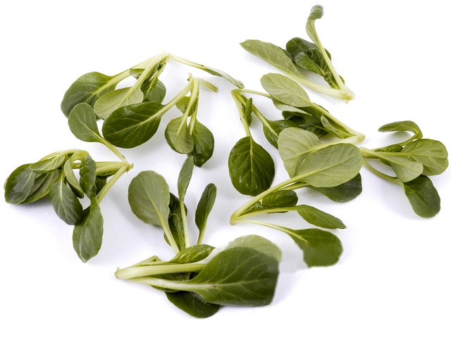 Tatsoi mini