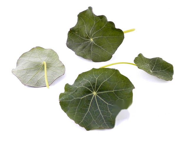 Oost Indische kersblad