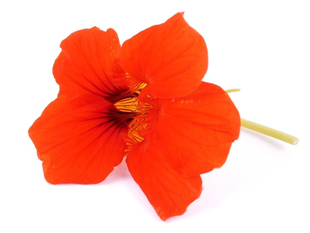 Oost Indische Kers bloemen