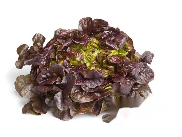 Eikenbladsla