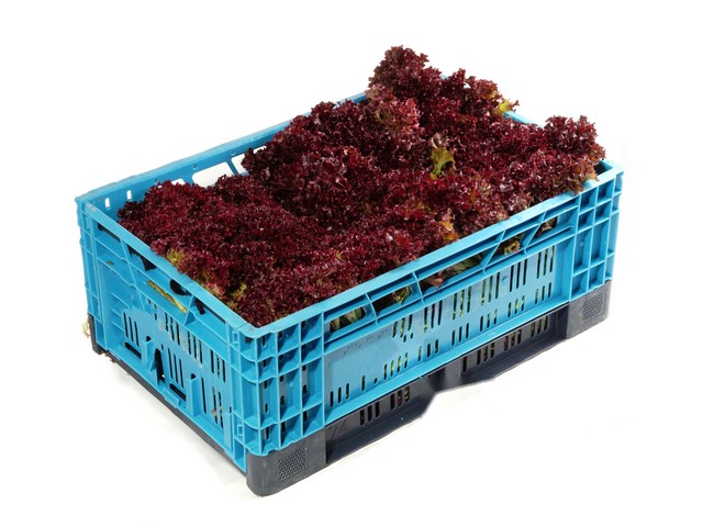 Lollo Rosso kist a 8 stuks