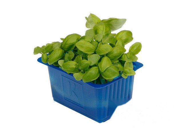 Basil Cress