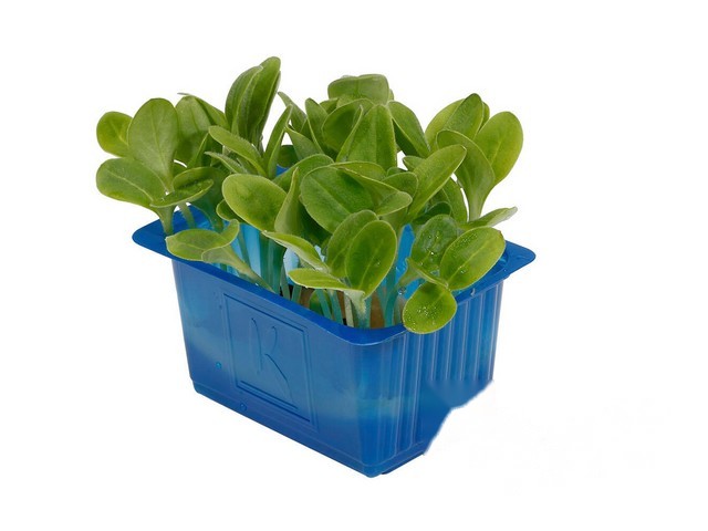 Borage Cress- Koppert Cress, Monster