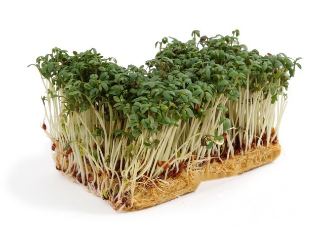 Tuinkers
