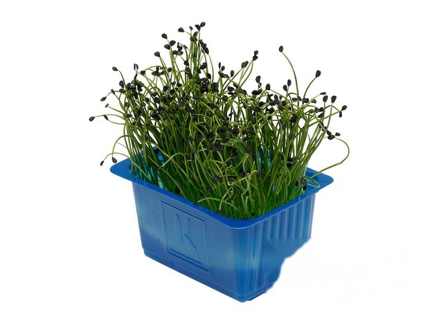 Rock Chives