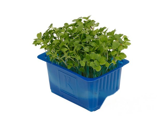 Rucola Cress- Koppert Cress, Monster