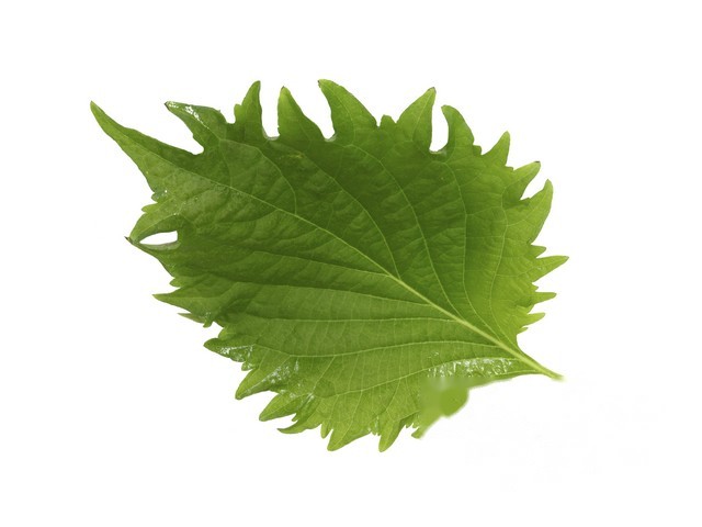 Shiso Groen Leaves