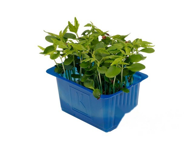 Tahoon Cress- Koppert Cress, Monster