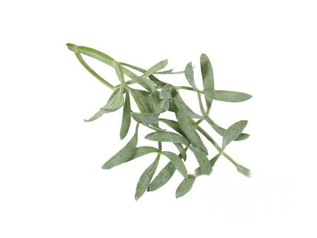 Zeevenkel